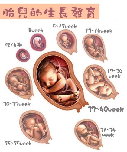 懷孕過程
